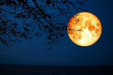 Full Blood Moon Silhouette Dry Tree Over Sea Stock Photos