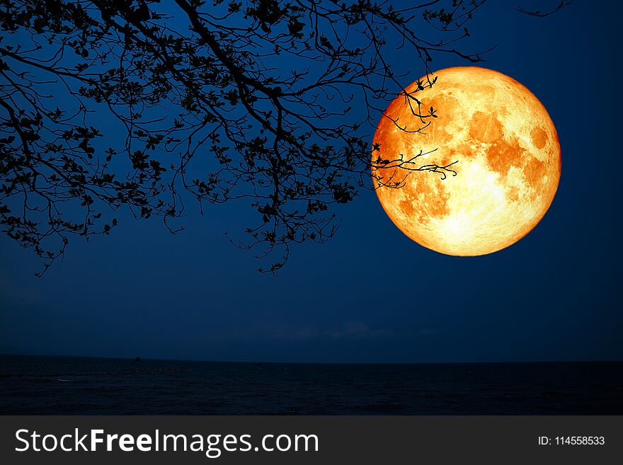 full blood moon silhouette dry tree over sea