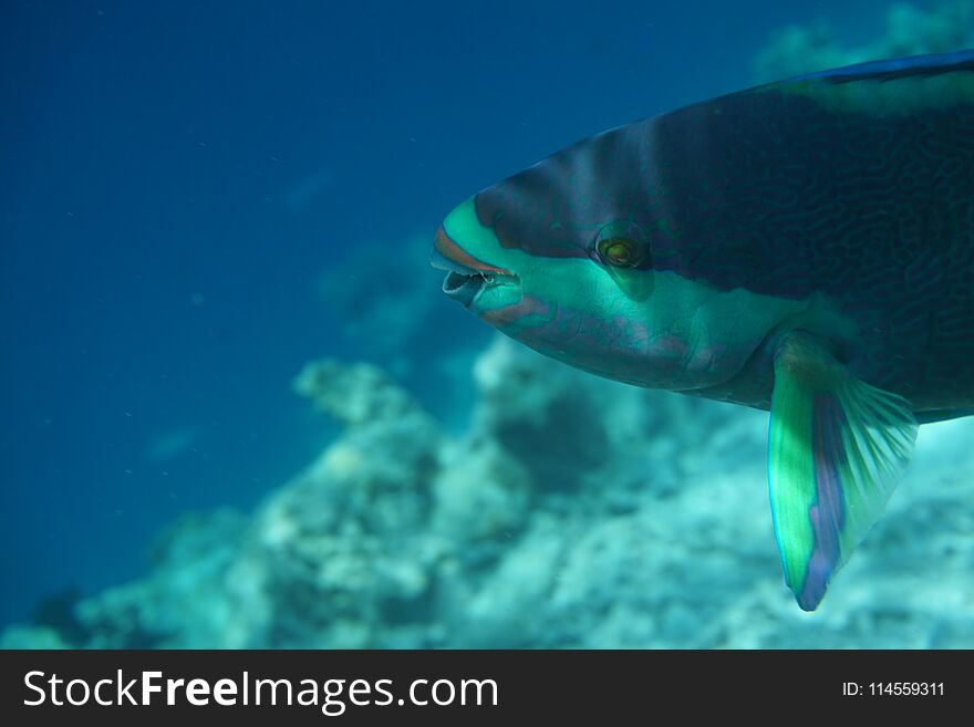 Parrotfish are hermaphrodites and live in harems with a dominant male. They are not territorial and live in harmony with other species, often found feeding together. Their teeth are fused into powerful beaks which are used for grabbing filamentous algae from dead coral, often found feeding in a cloud of sediment. Parrotfish are hermaphrodites and live in harems with a dominant male. They are not territorial and live in harmony with other species, often found feeding together. Their teeth are fused into powerful beaks which are used for grabbing filamentous algae from dead coral, often found feeding in a cloud of sediment.