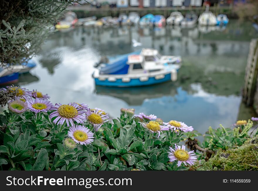 Seaside Daisy Flowers In Polperro Village