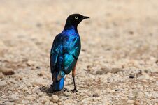 A Superb Starling Up Close Royalty Free Stock Photography