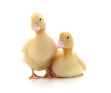 Two Yellow Ducklings. Royalty Free Stock Photo Two Yellow Ducklings. Royalty Free Stock Photo