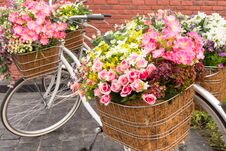 Beautiful Colorful Flowers In A Basket Of White Vintage Bicycle. Royalty Free Stock Image