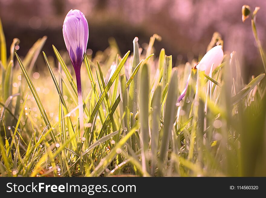 Spring flowers of crocus on green grass with dew spring sunny day