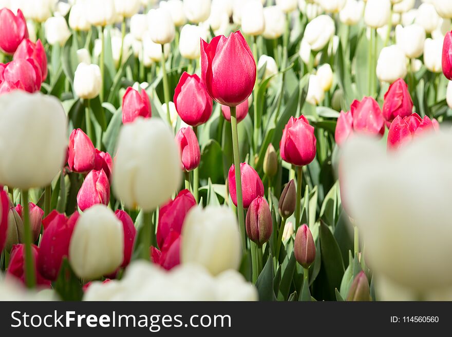 Group of red and white tulips flowers meadow, selective focus. Spring nature background. Group of red and white tulips flowers meadow, selective focus. Spring nature background