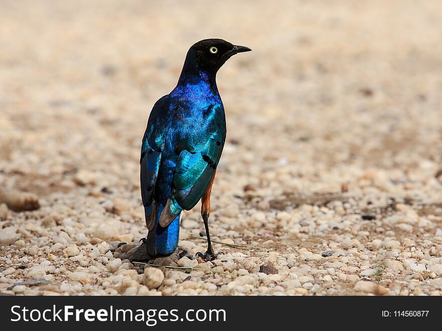 The Superb Starling is a member of the starling family of birds. It was formerly known as Spreo superbus. The Superb Starling is a member of the starling family of birds. It was formerly known as Spreo superbus.