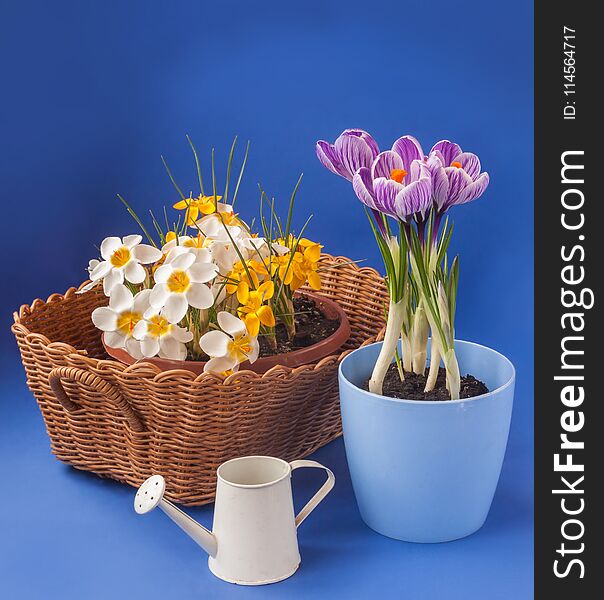 Crocuses on a blue background