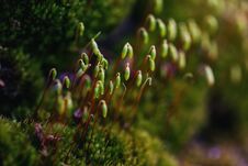 Beautiful Green Moss, Moss Closeup, Macro. Royalty Free Stock Image