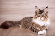 Maine Coon Cat On Wooden Floor In Bedroom. Background With Copy Space. Royalty Free Stock Images Maine Coon Cat On Wooden Floor In Bedroom. Background With Copy Space. Royalty Free Stock Images