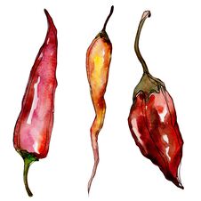 Pepper Wild Vegetables In A Watercolor Style Isolated. Stock Photos Pepper Wild Vegetables In A Watercolor Style Isolated. Stock Photos