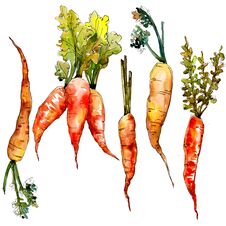 Carrot Wild Vegetables In A Watercolor Style Isolated. Royalty Free Stock Photos Carrot Wild Vegetables In A Watercolor Style Isolated. Royalty Free Stock Photos