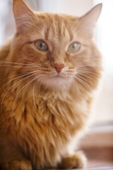 Brown Cat, Red Male Cat, Ginger Cat Royalty Free Stock Images