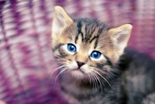 Adorable Kitten Looking Out Of The Basket Stock Photo