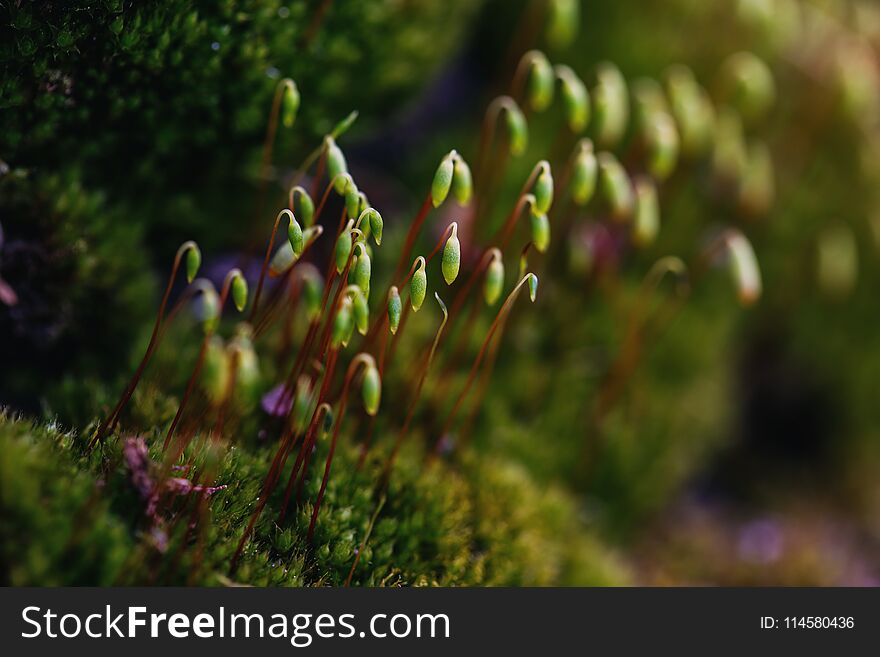 Beautiful green moss, moss closeup, macro.