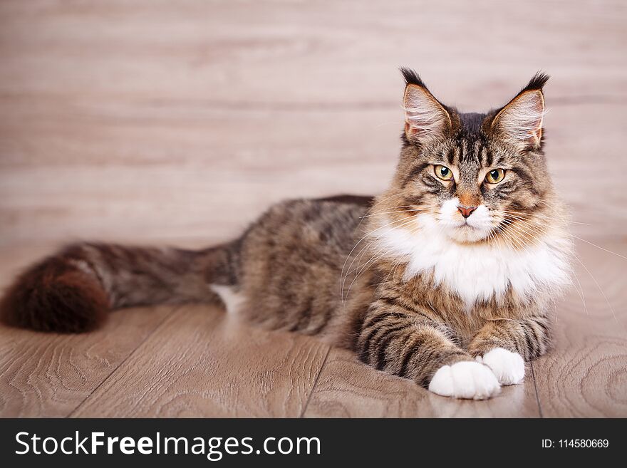 Maine coon cat on wooden floor in bedroom. background with copy space. adorable cat background.