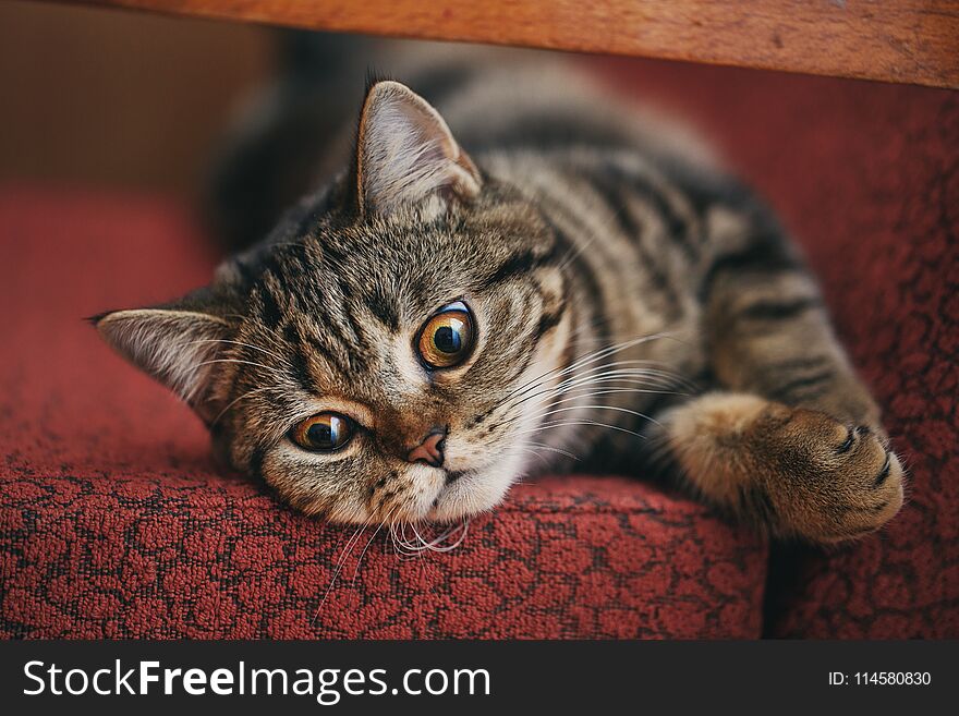 Pets, morning, comfort and rest concept - cut cat at home