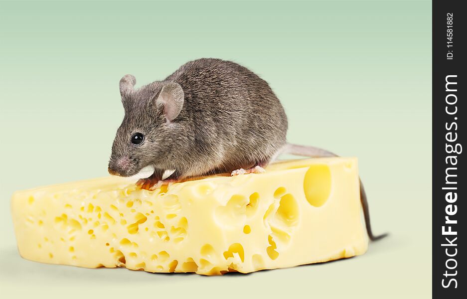 Mouse cheese incentive food swiss cheese rodent pets
