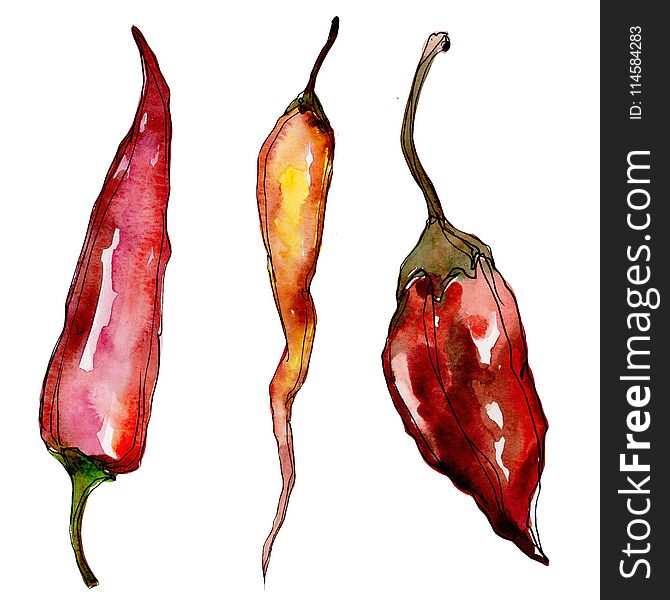 Pepper wild vegetables in a watercolor style isolated.