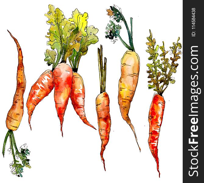 Carrot Wild Vegetables In A Watercolor Style Isolated.