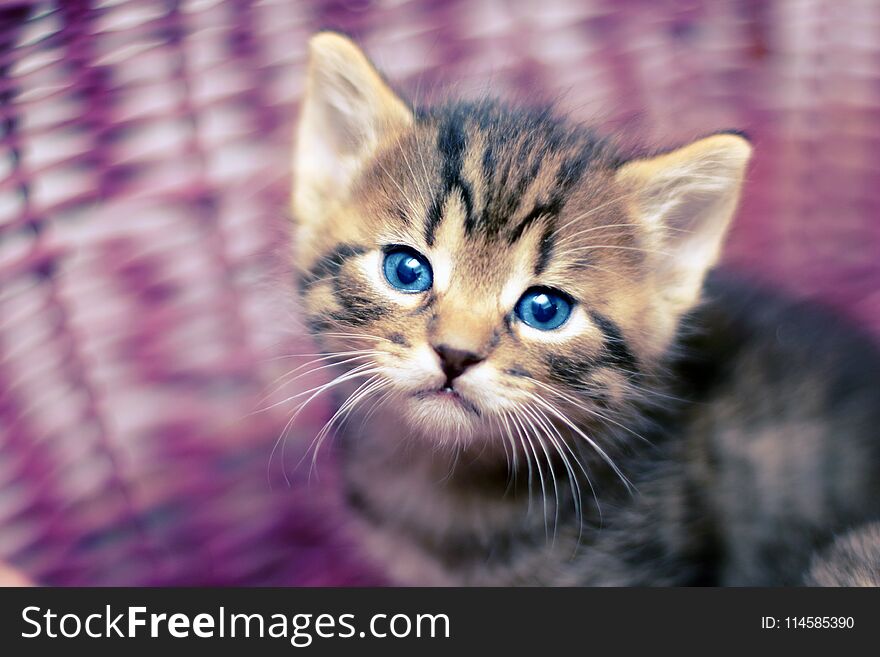 Portrait of a little cute kitten with blue eyes of four weeks old staring out of the basket. Portrait of a little cute kitten with blue eyes of four weeks old staring out of the basket.