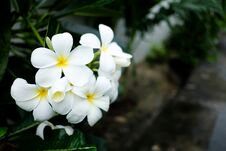 Plumeria Flowers Royalty Free Stock Photo Plumeria Flowers Royalty Free Stock Photo