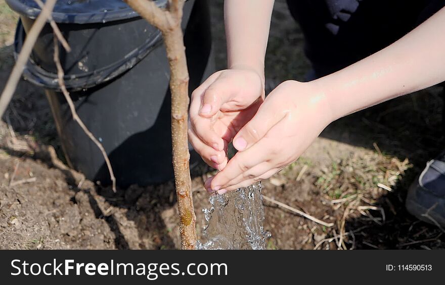 Spring. A little boy planting fruit trees next to a multi-storey residential building. Ecology, planting seedlings on the street. Drops of water slowly fall from the small palms of the child to the ground down under the tree. Watering of young plants. Close-up. slou-mo, prores