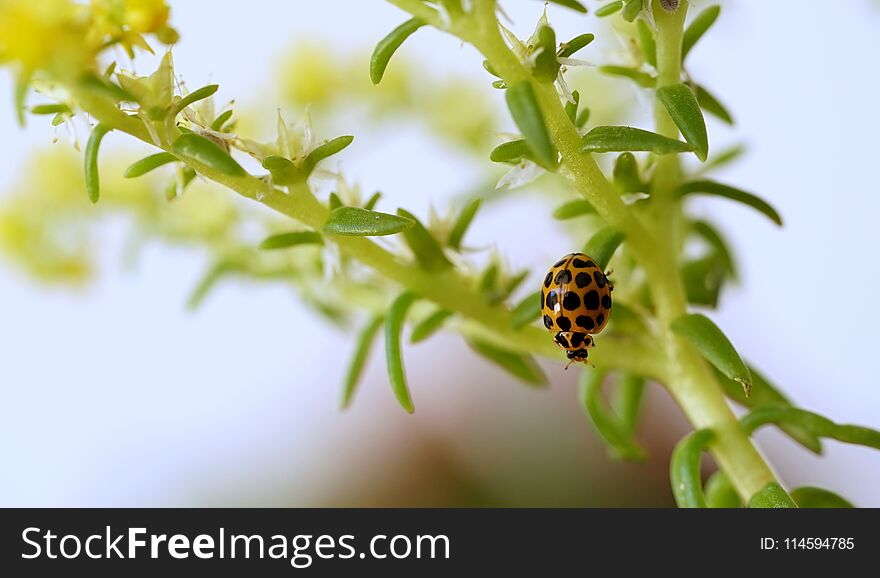 Close Up Macro Of A Ladybug Sitting On A Plant