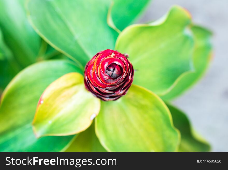 Spiked Spirlaflag Ginger, Costus spicatus pastel color