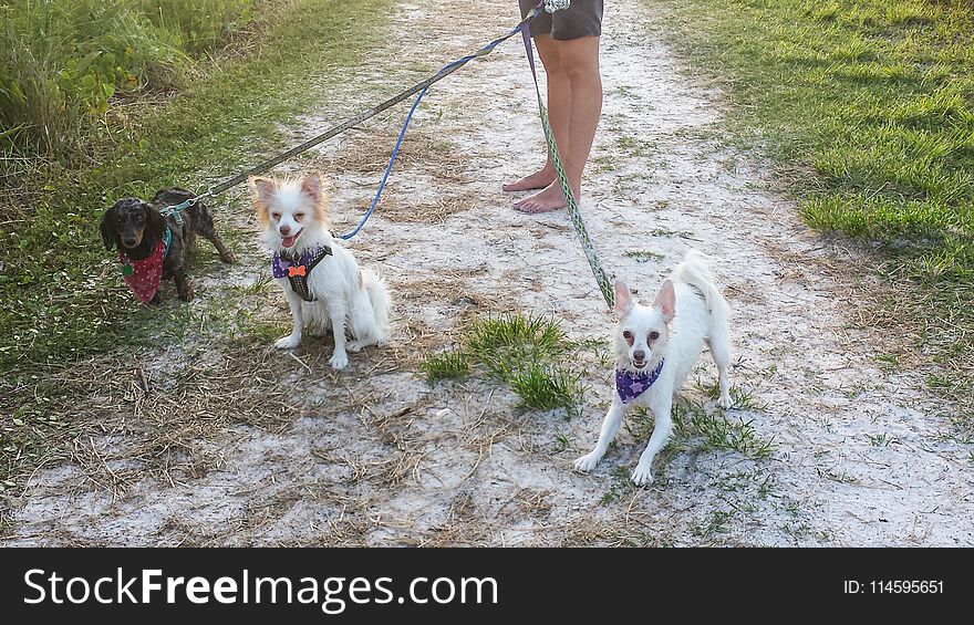 Dog Walking Three Dogs on Walkway