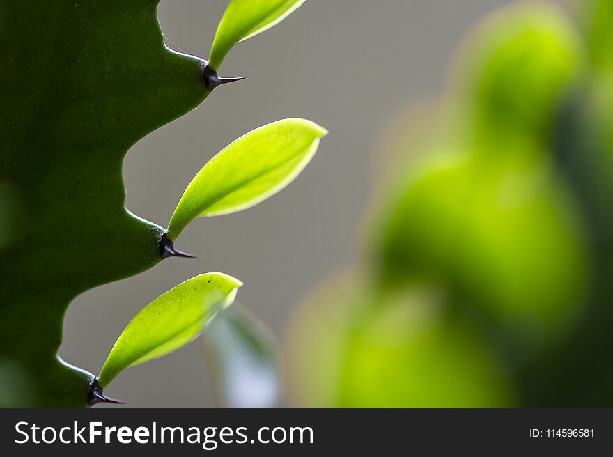 3 Vivid Green Cactus Leaves