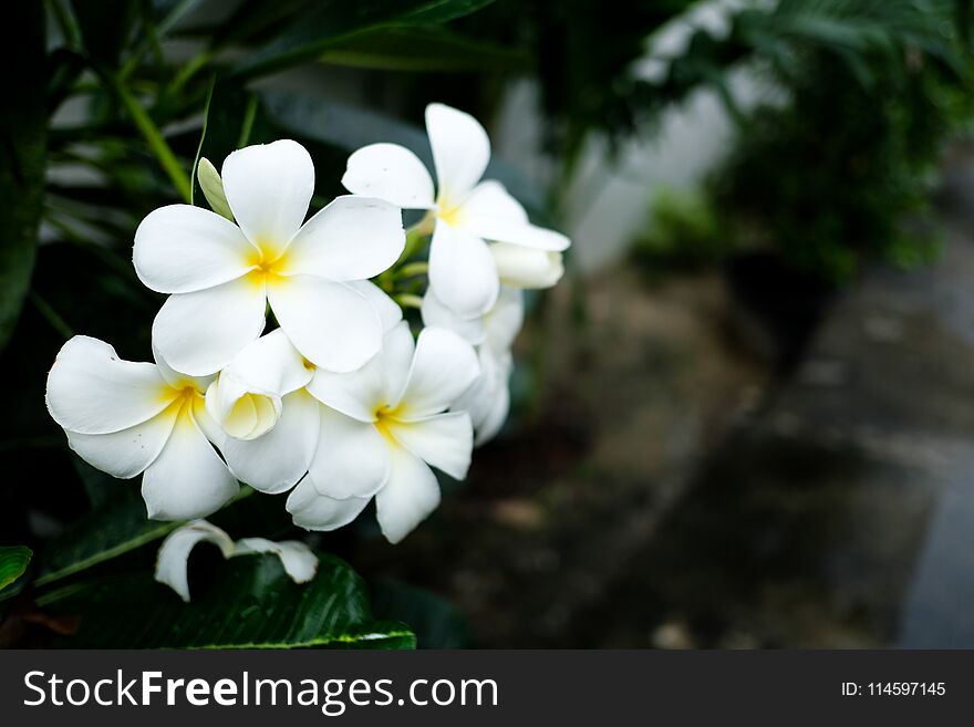 White and yellow plumeria flowers on a tree.