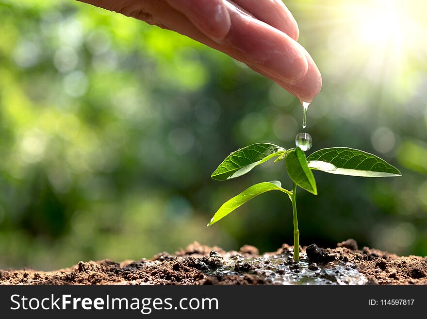 ้hand watering small tree in the garden with sunshine