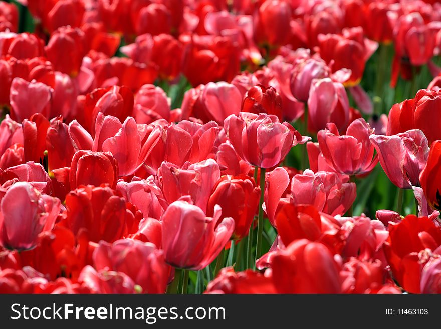 Tulips in Boston Public Garden during spring