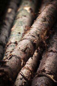 Detail Wooden Spruce Trunk Stock Images