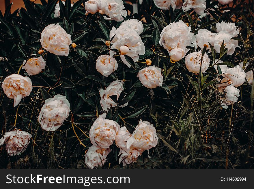 Photo of White Flowers