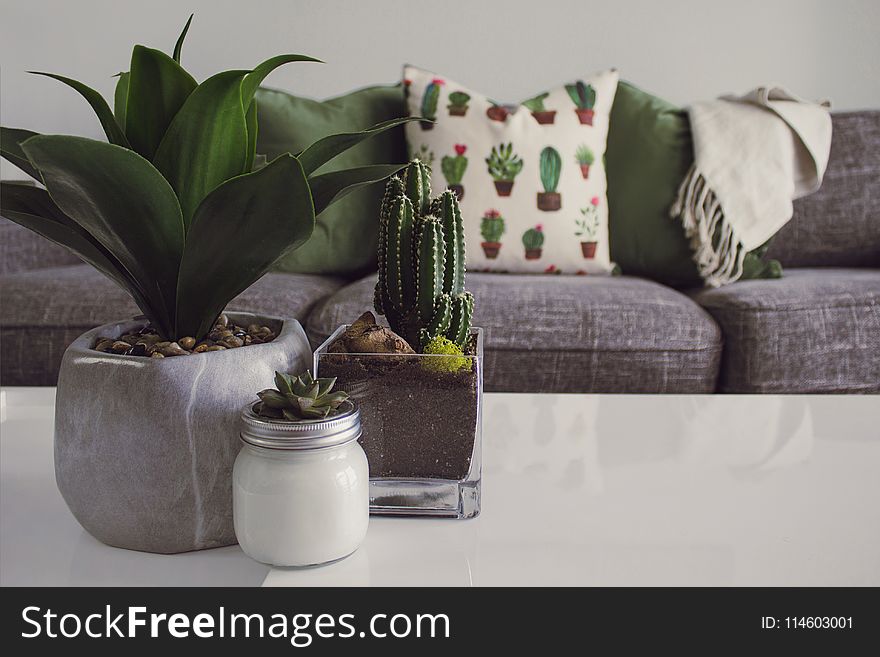 Photo of Plants on the Table