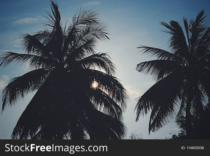 Silhouette Photo of Trees