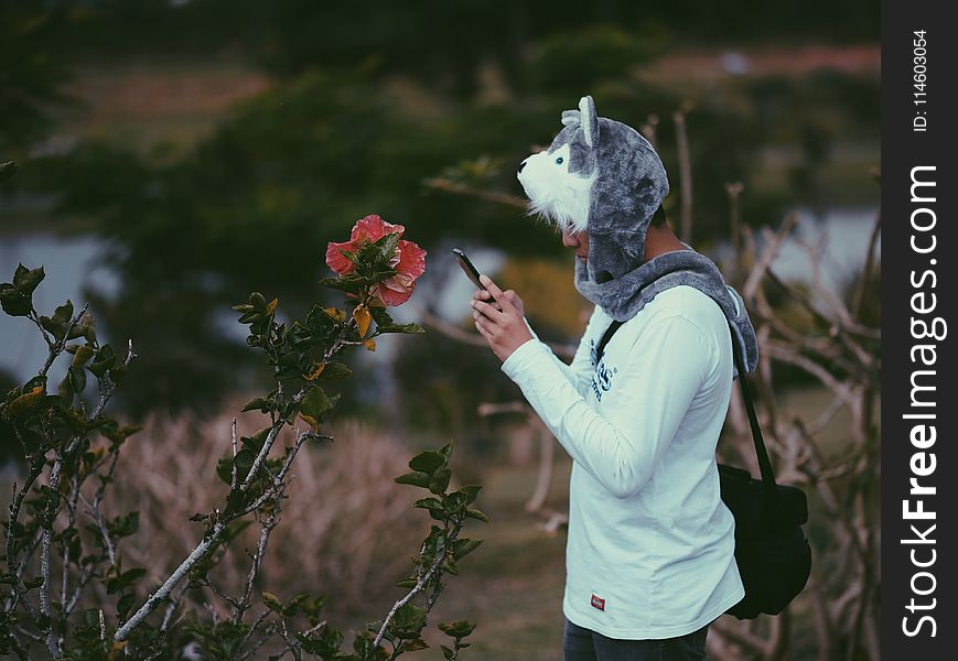 Man Wearing Grey Wolf Critter Cap Taking a Photo of Pink Hibiscus Flower
