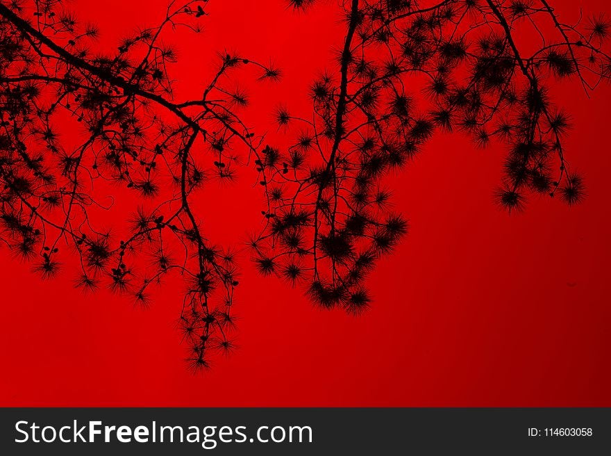 Silhouette Of Tree Branches