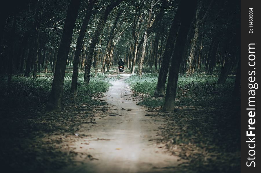 Photo of Man Riding Motorcycle in the Forest