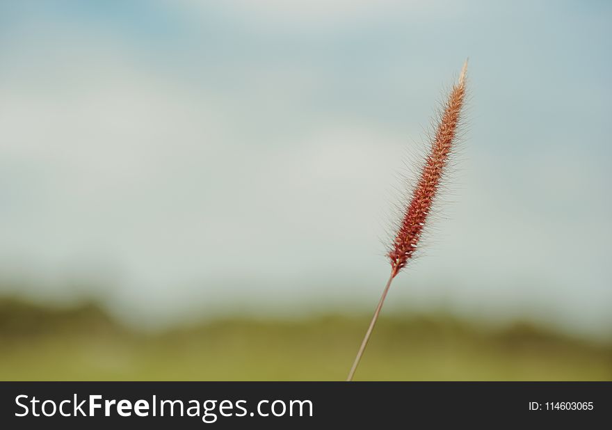 Fountain Grass Selective-focus Photo