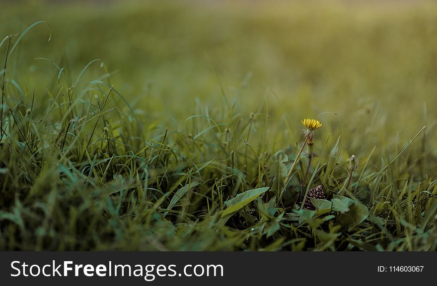 Close-up Photography Of Grass