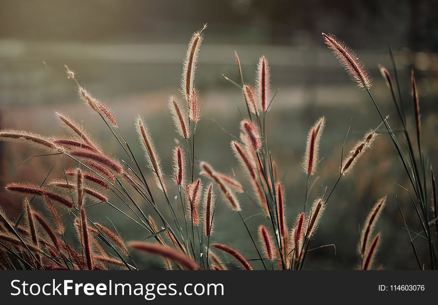 Close-up Photography of Grass