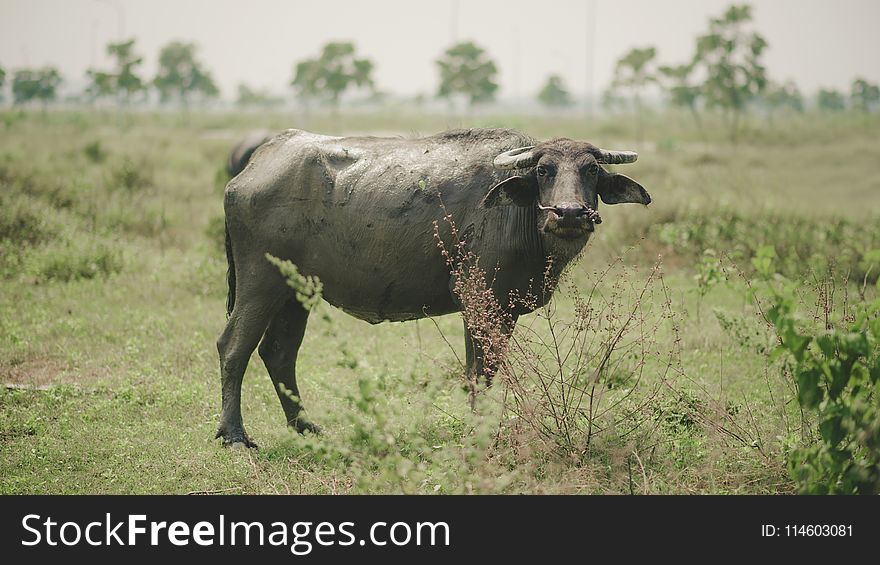 Photo of Water Buffalo on Grass Fields