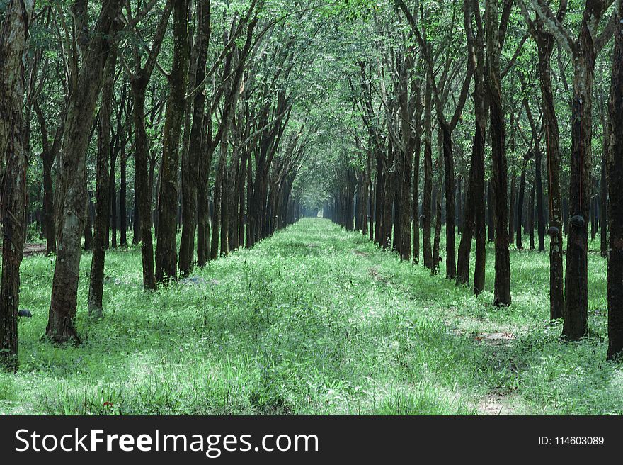 Grass Pathway in the Middle of Trees