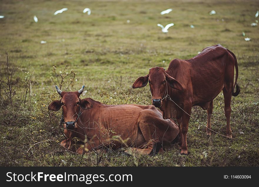 Two Brown Cows Lying and Standing on Green Grass