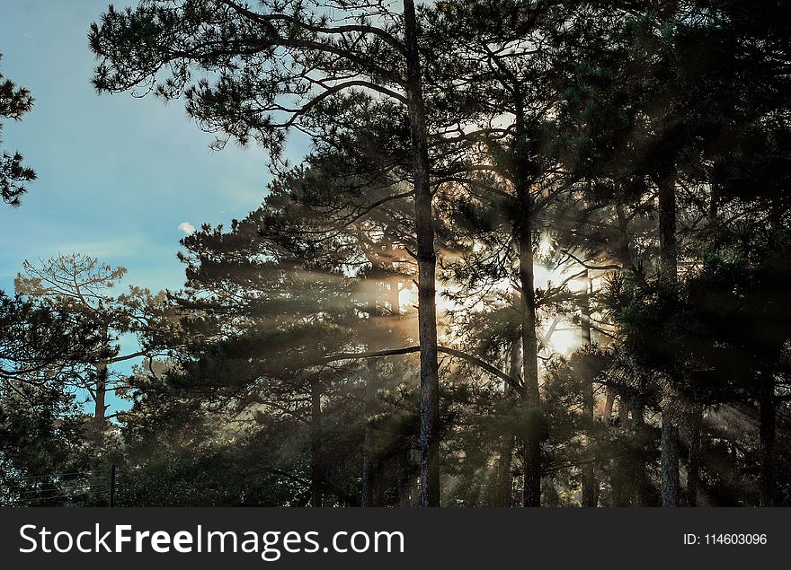 Scenic View of Trees During Sunrise