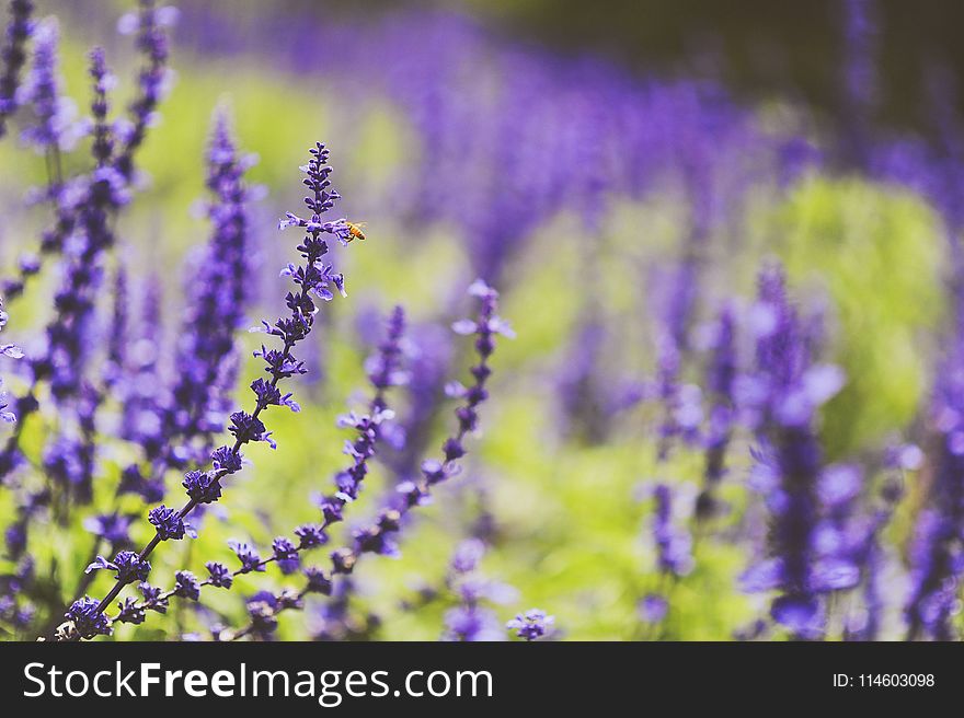 Shallow Focus Photography of Lavenders