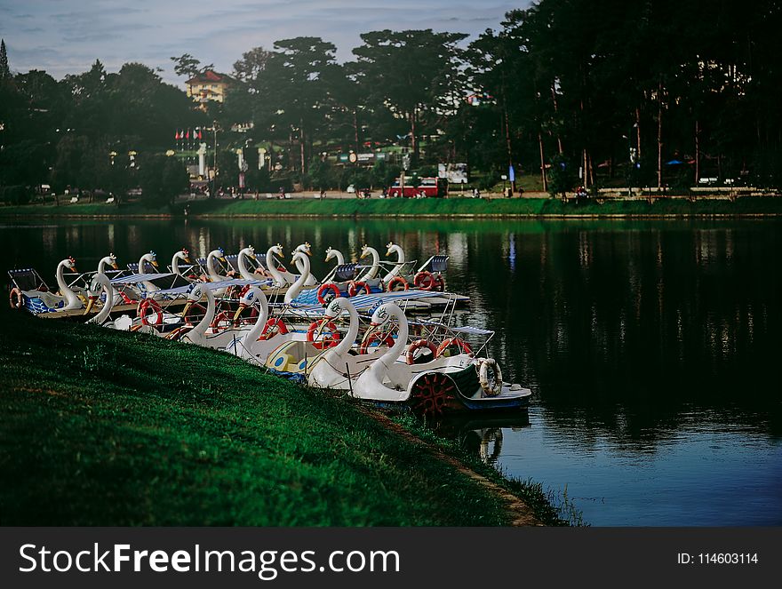 Photo of Swan Boats Near the Shore
