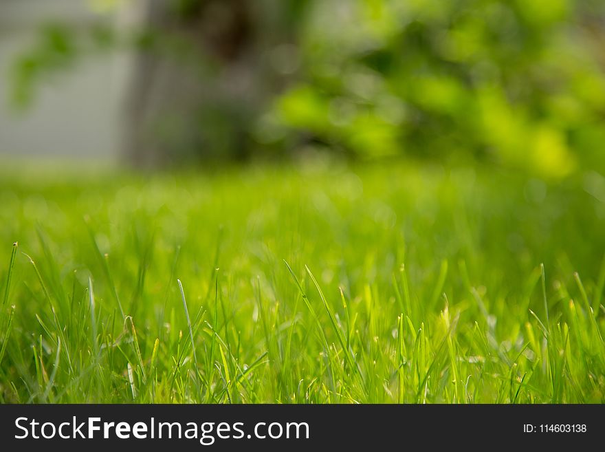 Focus Photography of Green Bermuda Grass